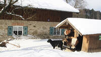 Wintertraum beim Bauernhof Ederhof in Teisendorf